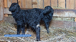 В зоопарке Барнаула на свет появились два чёрных ягнёнка