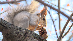 У белок из парка «Изумрудный» появились новые домики