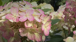 Гортензии на Алтае распустились раньше срока