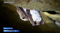 В Алтайском крае учёные обнаружили уникальную летучую мышь