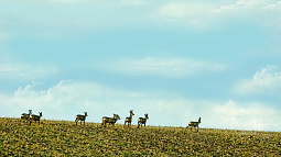 30 лосей и косуль застрелили браконьеры в Алтайском крае за три месяца