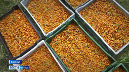 В Алтайском крае открыт сезон сбора облепихи