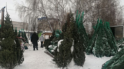 В Барнауле сегодня открываются ёлочные базары
