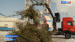 На Павловском деревообрабатывающем комбинате нашли применение отслужившим новогодним ёлкам