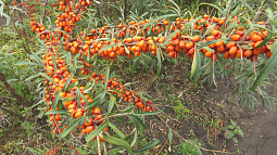 В этом году почти нет желающих собирать облепиху в садах НИИ им. Лисавенко