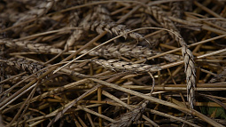 Сегодня в стране стартуют масштабные закупки в интервенционный фонд