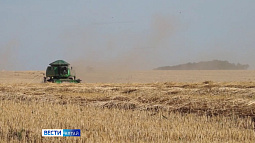 Больше миллиона тонн зерновых и зернобобовых культур намолотили аграрии Алтайского края