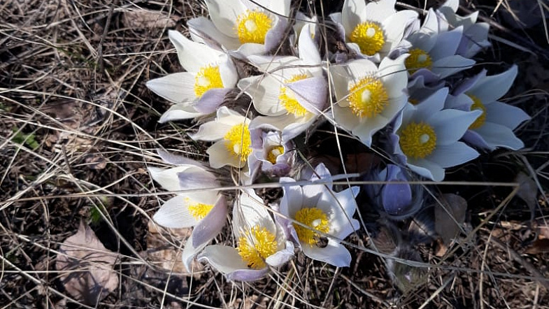 В Алтайском крае расцвели подснежники