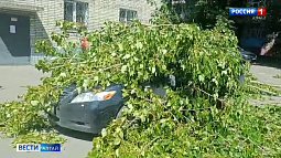 В барнаульском дворе упавшее дерево повредило автомобиль