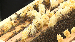 Алтайский край занял первое место по производству мёда в России