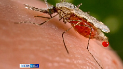 Этим летом, по прогнозам экспертов, Алтай ждёт нашествие комаров