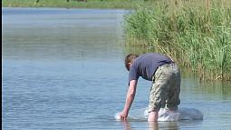 В селе Шахи Павловского района выпустили в озеро 100 тысяч мальков белого амура 