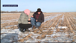 Алтайские аграрии обеспокоены состоянием озимой пшеницы на своих полях