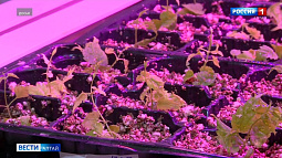 Учёные и пивовары будут исследовать дикорастущий хмель на Алтае