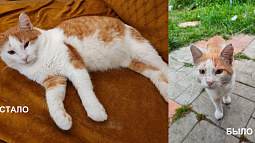 Кто помогает бездомным животным пережить зиму?