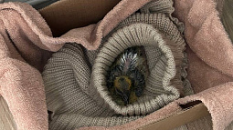 Жительница Барнаула спасла на дороге выпавшего птенца голубя