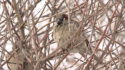 Воробьи в России начали толстеть