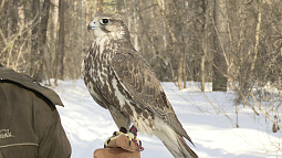 В питомнике редких птиц ожидают появления первых яиц краснокнижных соколов-балобанов