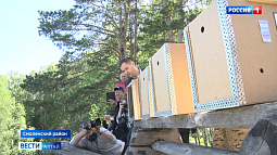 В Смоленском районе на волю отправились четыре сокола-балобана