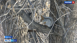 Слухи о том, что из барнаульского парка «Изумрудный» исчезли белки, оказались беспочвенными