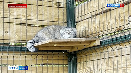 В барнаульском зоопарке манулы приступили к зажировке