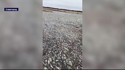 В Славгороде на озере Сикачи погибло 100 тонн рыбы