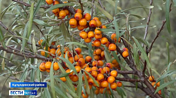 На Алтай пришло долгожданное бабье лето