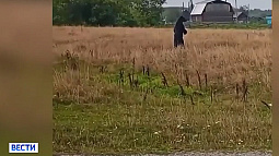 В ряде сибирских регионов остаётся тревожной обстановка с нашествием медведей