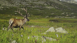 В Бийске открылись фотовыставки Алтайского биосферного заповедника