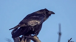 В Заринске ворон напал на женщину и попытался украсть шапку