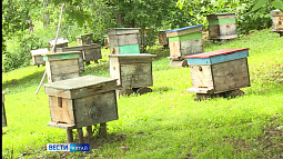 На пасеках Алтайского края начинаются первые качки мёда