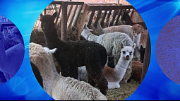 В Барнаул из Чили едут альпаки