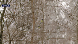 На Алтае издали карманный определитель 200 самых распространённых птиц