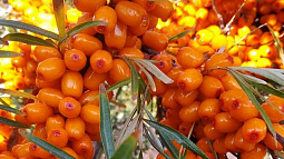 Жителей края приглашают запастись витаминной облепихой