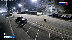 Режим повышенной готовности введён в Белокурихе – в город зашёл медведь