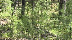С сегодняшнего дня в нашей стране проходят «Российские дни леса»