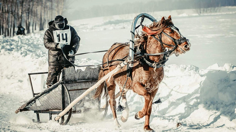 В Налобихе пройдут конные бега беспородных лошадей