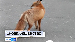 Очаг заболевания бешенством выявили в Тальменском районе