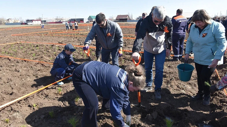В окрестностях Кулунды высадили деревья в виде надписи «Энергия Победы»