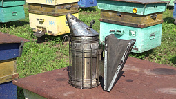 Первую массовую качку мёда в предгорьях Алтая ждут раньше обычного – до середины июля