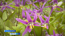 «В дебри сказочной тайги»: туристов приглашают на экскурсию в национальный парк «Салаир»