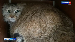 Самка манула Пепе из Барнаула познакомилась с будущим отцом своего потомства