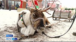 Жители и гости Барнаула могут прокатиться на оленьей упряжке