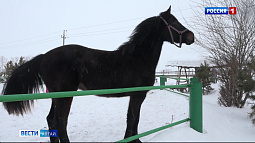 В Бийске до 1 февраля будут собирать новогодние ёлки для питомцев конного двора
