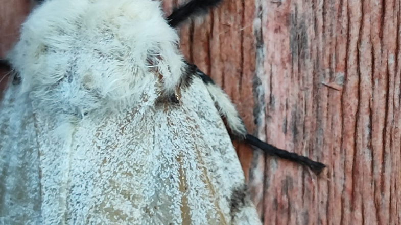 Волдыри, ожоги, зуд и аллергия: жители Чарышского района страдают от нашествия непарного шелкопряда