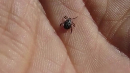 На Алтае активизировались клещи рода «дермацентор»