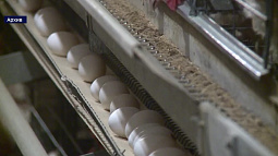 Губернатор поручил Правительству региона разобраться с ценообразованием на куриные яйца и мясо птицы