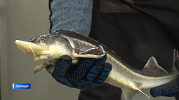 В Барнауле появилось рыбоводное хозяйство, где выращивают исконно русских осетра и стерлядь