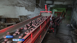 Каким будет урожай картофеля в этом году на Алтае?