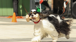 Насколько сибирские города удобны для собак и их владельцев?